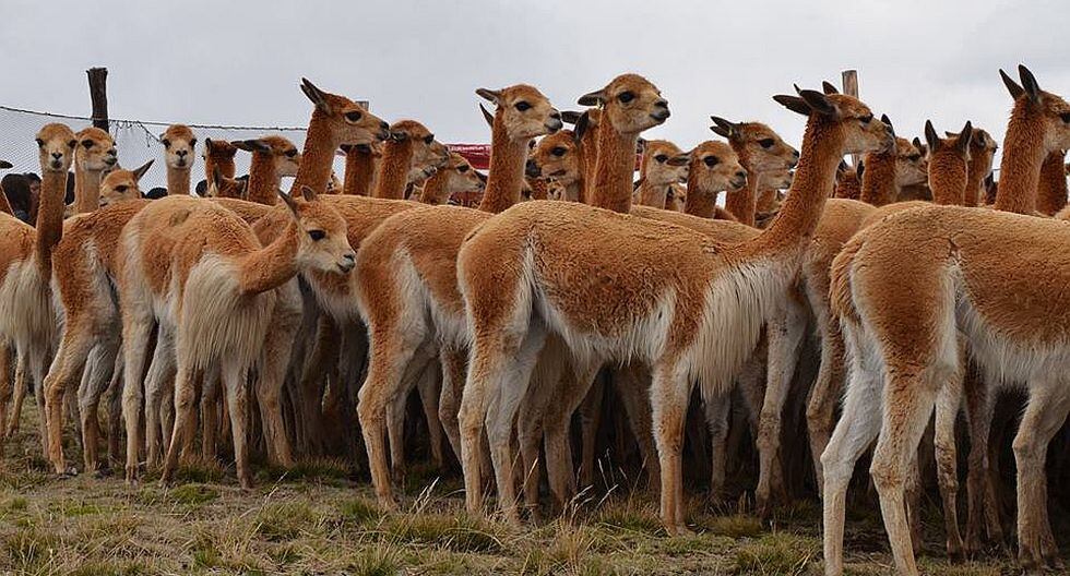 Población de vicuñas incrementa en las provincias del norte de Ayacucho
