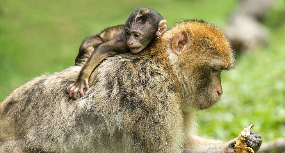 ¿Lo animales sufren? Mira la triste imagen de una mona con su cría