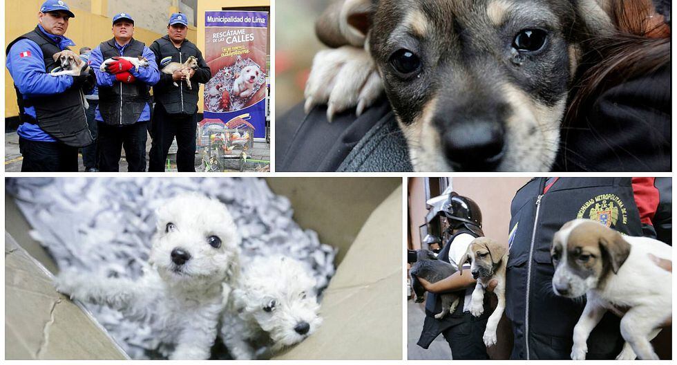 MML pone en adopción cachorros rescatados de venta ilegal (VIDEO)