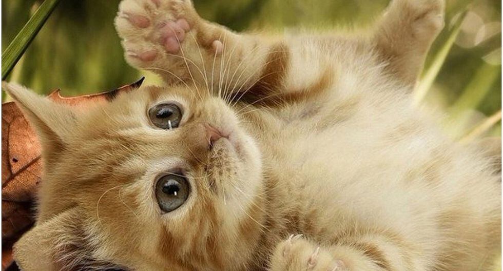 'ExpoGato': conoce todos los detalles de la primera feria especializada en felinos