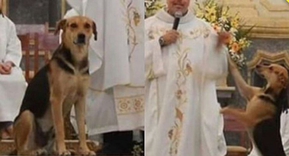 Cura lleva a perros callejeros a sus misas para que sean adoptados