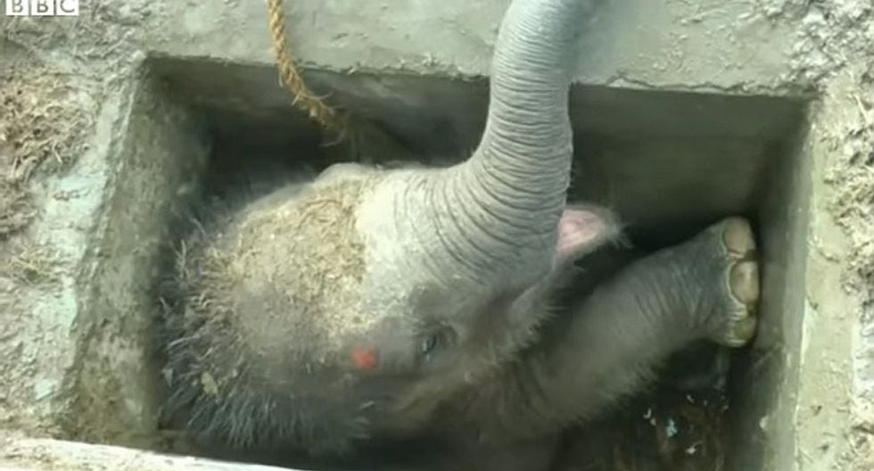 Rescatan a bebé elefante que cayó a alcantarilla (VIDEO)