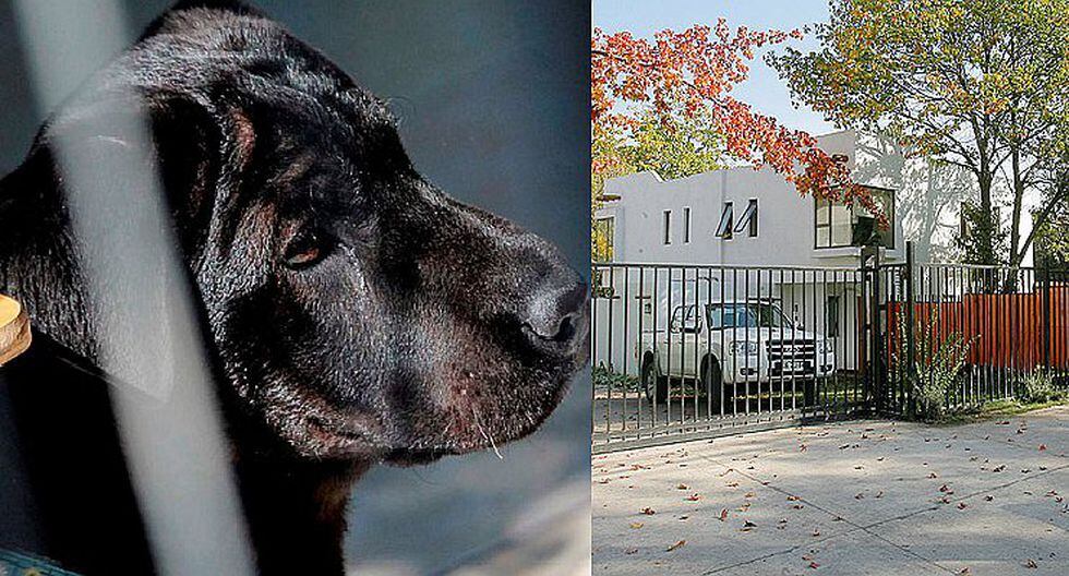 Condenan a hombre que mató a perro en Chile
