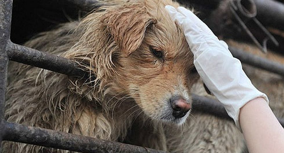 Veterinarios crean producto para alargar la vida de los perros