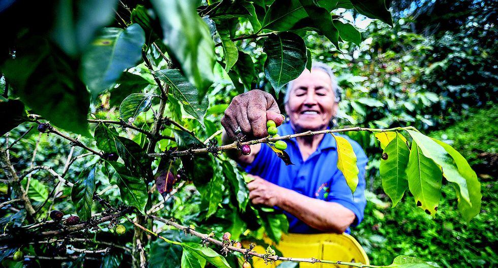 Cafetaleros buscan asegurar una pensión de jubilación con siembra de árboles maderables