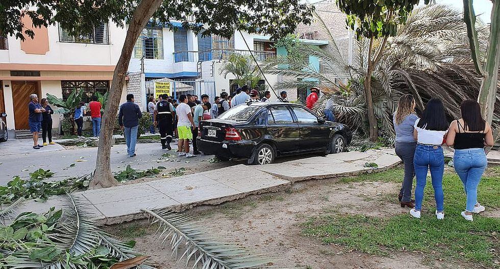 Palmera cae y mata a anciana que paseaba a su perrito