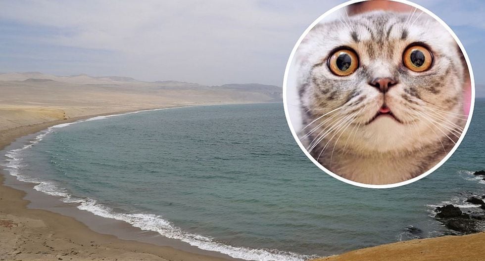 Paracas: Hombre arrojó un gato al mar y policía lo detiene por maltrato animal