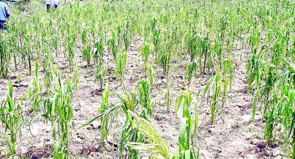 Mototaxistas y tiendas de fertilizantes se habrían beneficiado con abono