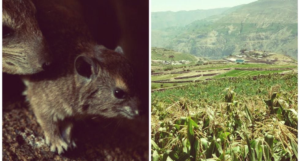 Tacna: plaga de ratas ha acabado con el 40% de cosechas de agricultores