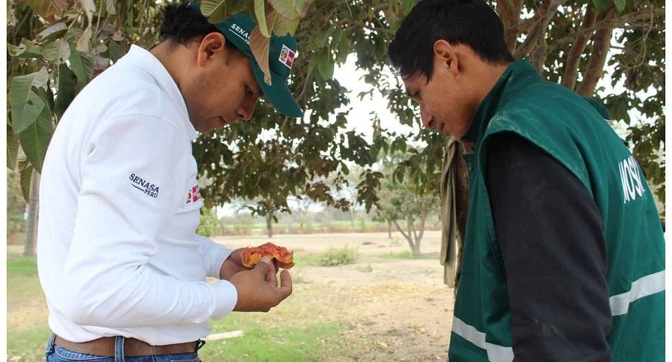 Erradicación de las moscas de la fruta es prioridad