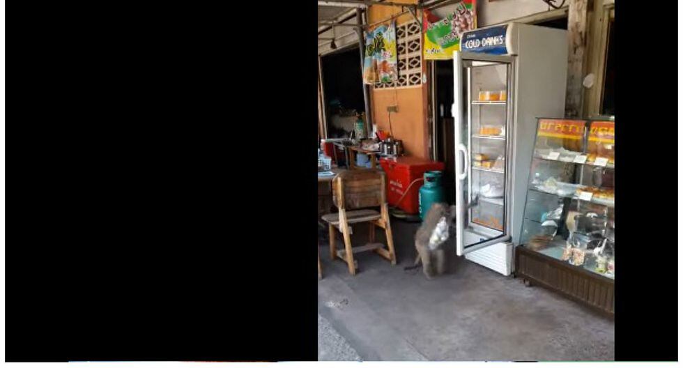 Mira lo que hace un mono en una tienda de leche