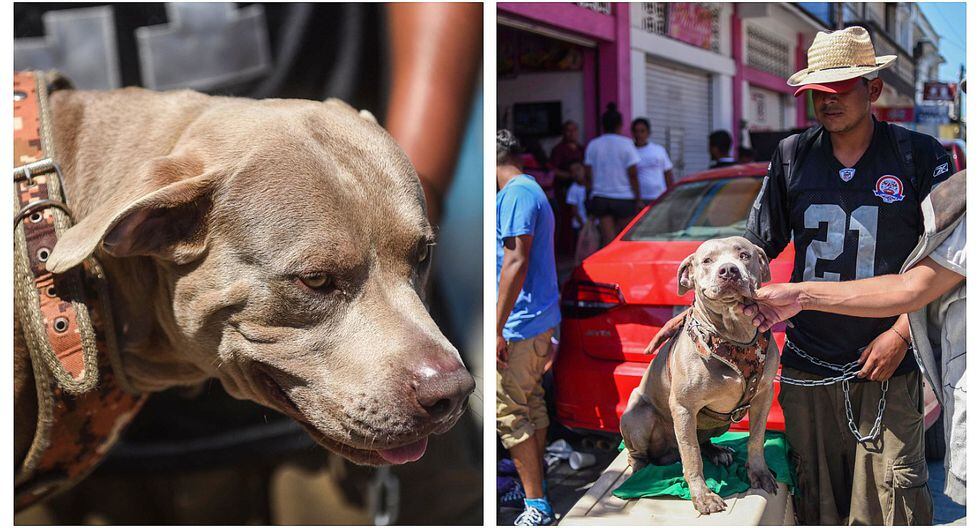 Conoce a 'Bolillo', el perro que viaja con los migrantes hondureños rumbo a Estados Unidos (FOTOS)