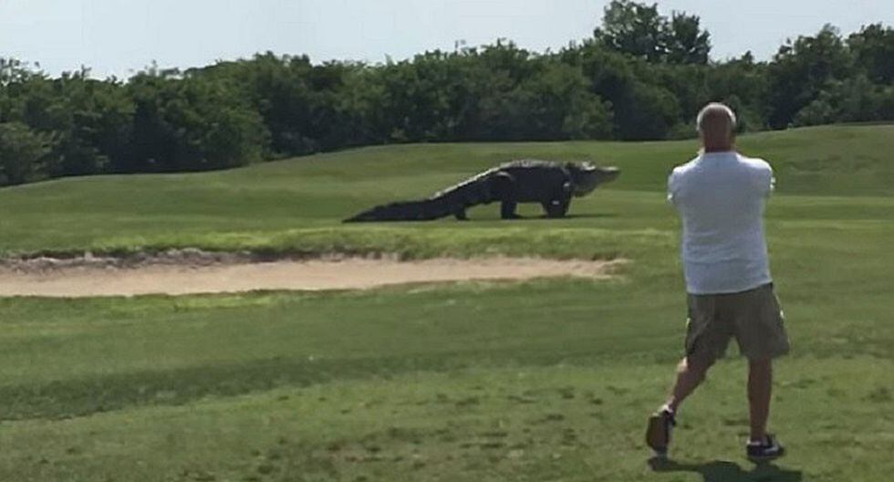 YouTube: Jugaban en campo de golf y los sorprende un enorme cocodrilo (VIDEO)