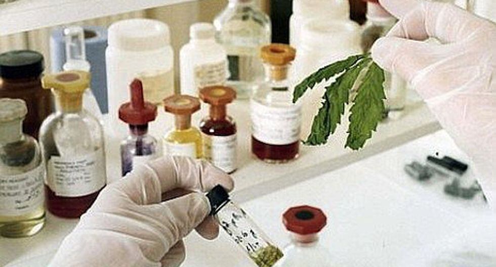 Cannabis: Ministerio del interior aprobó lineamientos de seguridad para uso medicinal y terapéutico