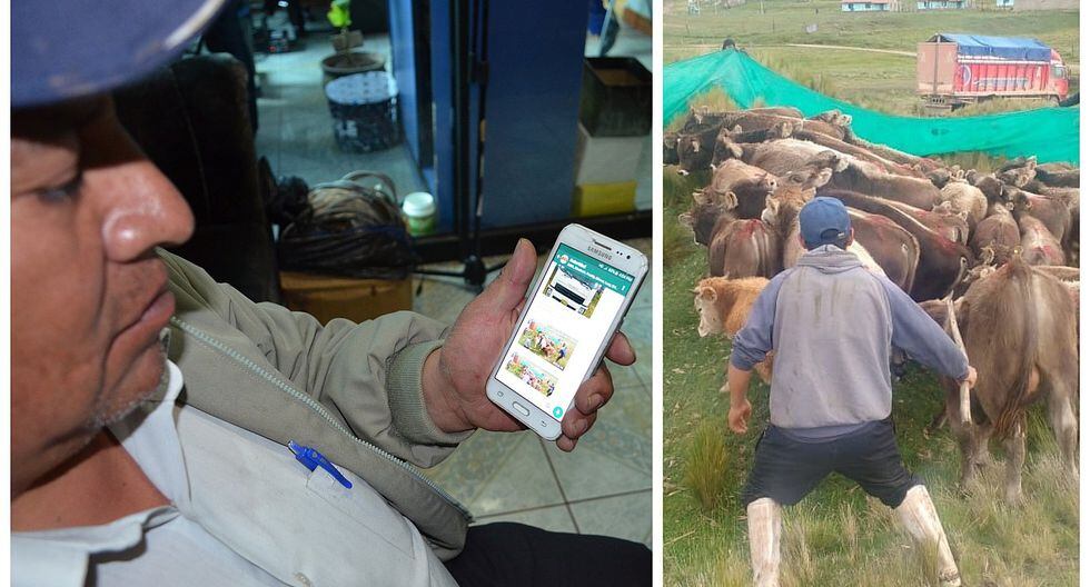 Usando Whats App comunidades campesinas combaten a los abigeos