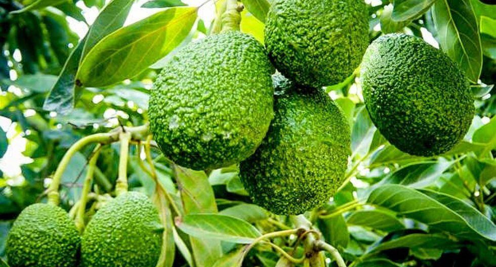 Perú se posicionó como el segundo proveedor mundial de palta en 2017