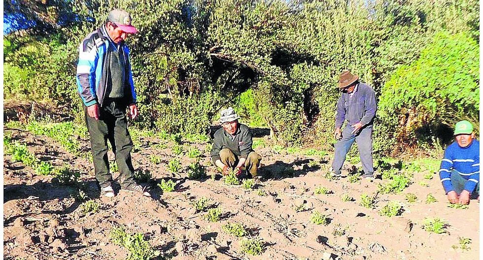 Granizo, alta temperatura y heladas afectan al agro de Huancavelica