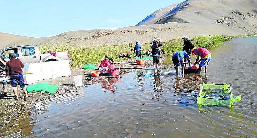 Pescadores siembran 200 mil larvas de camarón en el río Pisco