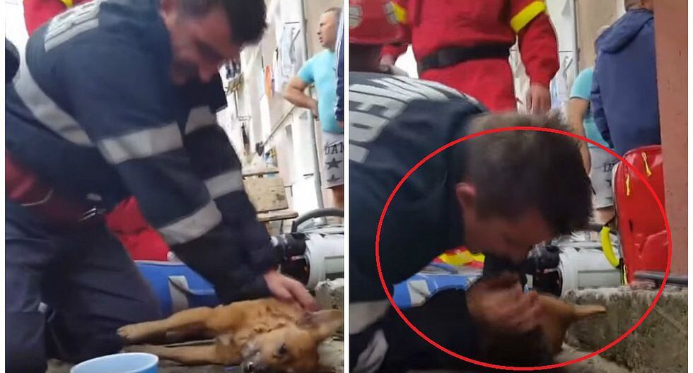 Bombero es aclamado como héroe tras dar respiración en la boca a un perro (VIDEO)