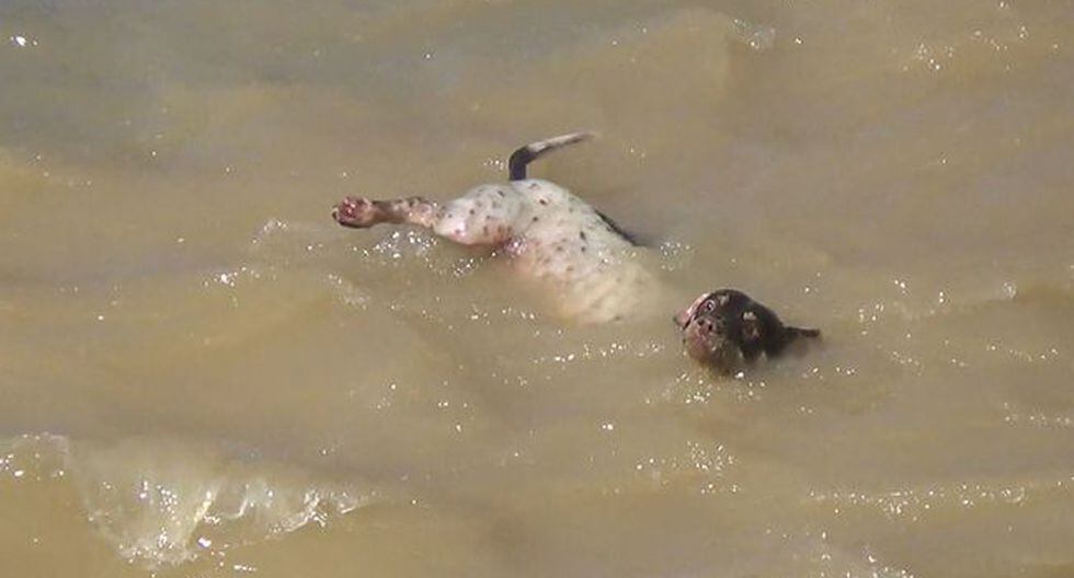 Arequipa: Impactante video del rescate de un perro arrastrado por el río Chili