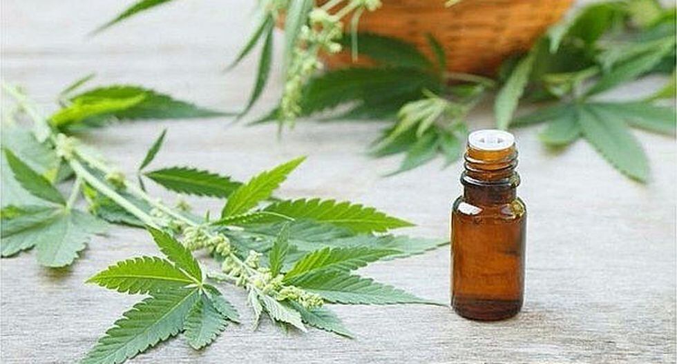 Esta universidad de EE.UU. acaba de abrir una carrera especializada en Marihuana