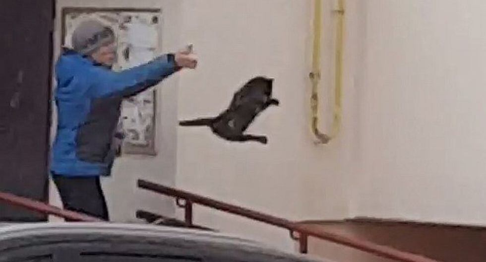 Una mujer lanza un gato encima de un alce salvaje para espantarlo (VIDEO)