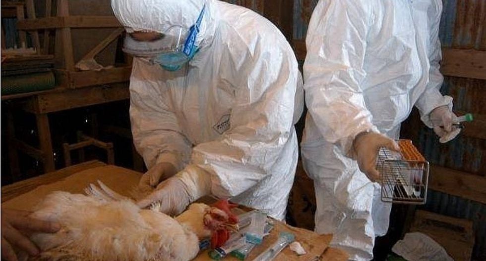 Taiwán sacrifica cerca de 7.000 pollos para detener brote de gripe aviar