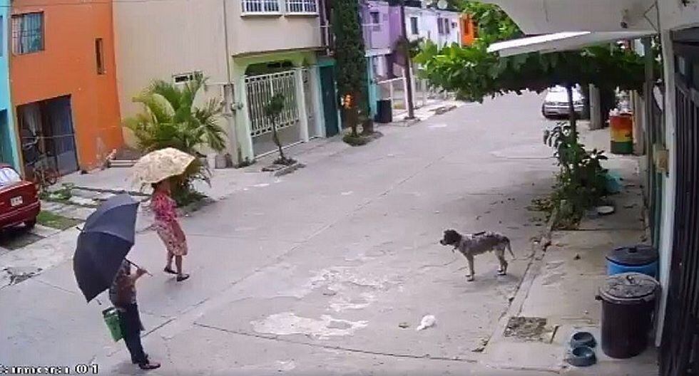 Captan a mujer robando plato para comida a perro (VIDEO)