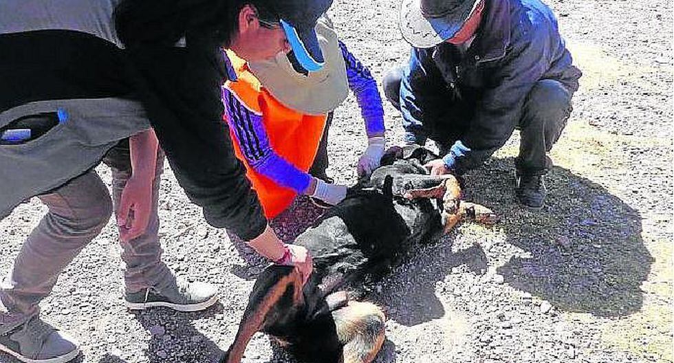 Juliaca: matan perros para robar en una vivienda