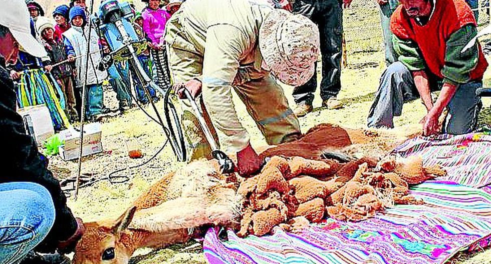 277 kilos de fibra de vicuña ya han sido acopiados en la región