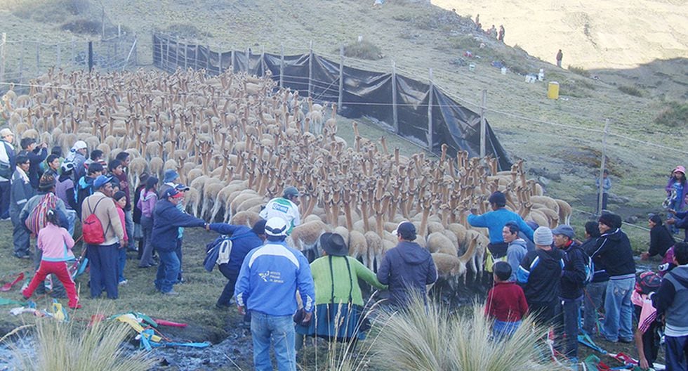 En chakus logran más de una tonelada de fibra de vicuña