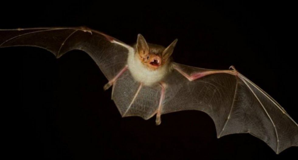Descubren dos nuevas especies de murciélagos con cara de perro (FOTOS)