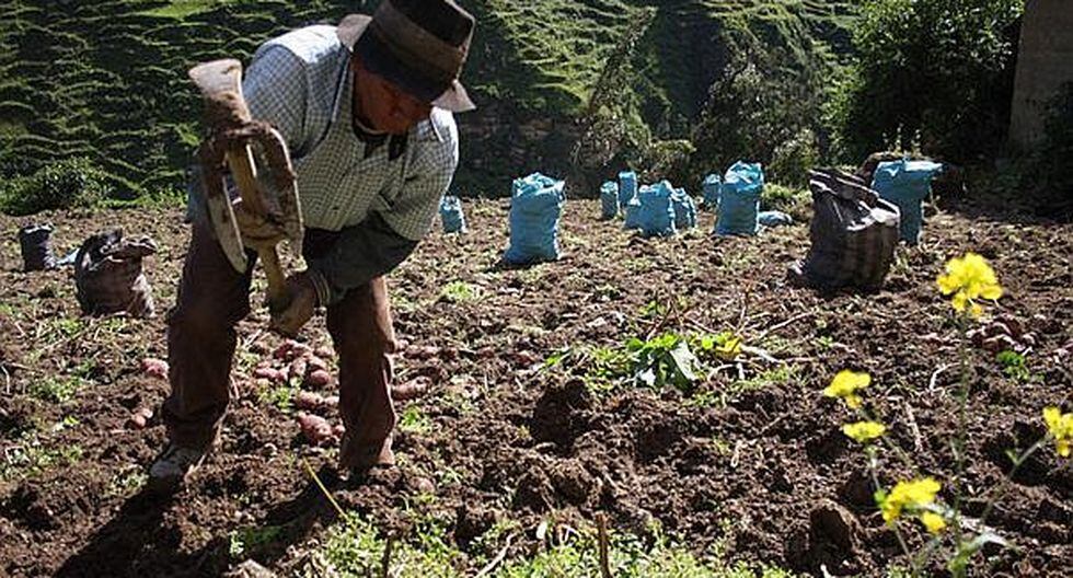 Gobierno transfiere S/ 15 millones para cultivos temporales en zonas afectadas