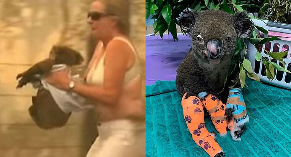Murió Lewis, el koala rescatado de un incendio forestal en Australia