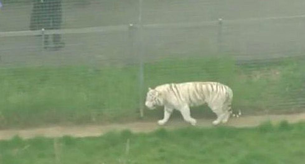 Un tigre mató a su cuidadora en un zoológico de Inglaterra (VIDEO)