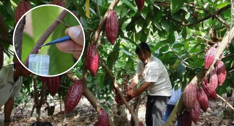 Desarrollan el primer clon de cacao resistente a las plagas y enfermedades