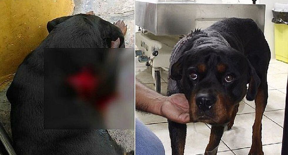 Callao: Rotwailler recibió un machetazo y sobrevive (VIDEO+FOTOS)