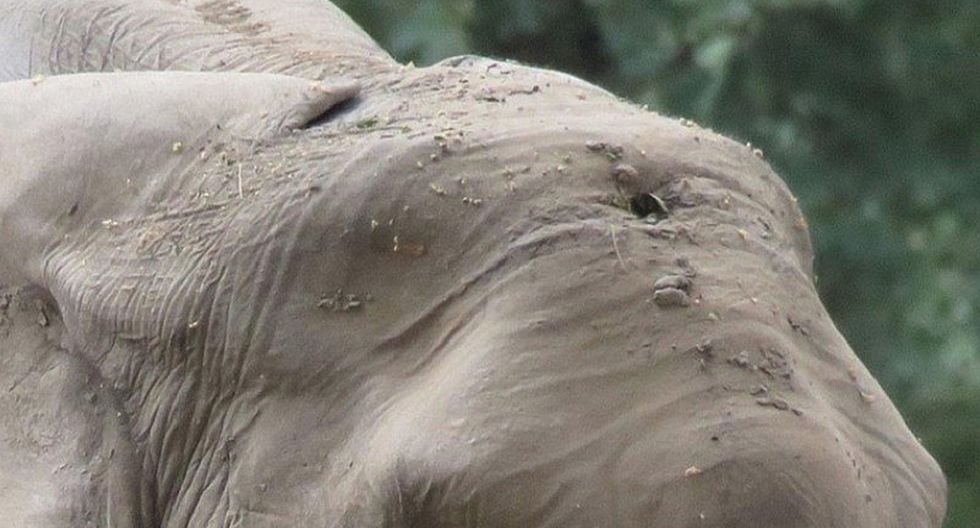 La historia del elefante que caminó varios días por ayuda tras recibir un balazo