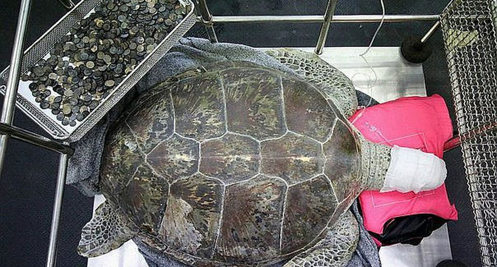 Tailandia: murió la tortuga a la que extrajeron 915 monedas del estómago